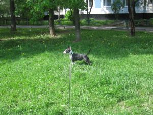 Dog Photo