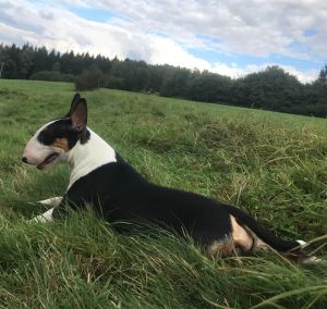 Dog Photo
