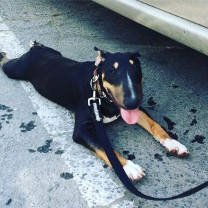 Dog Photo
