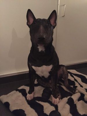 Dog Photo