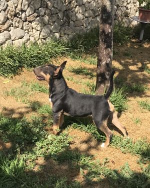 Dog Photo