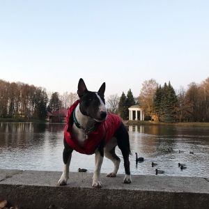 Dog Photo
