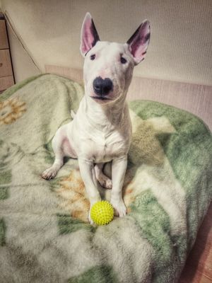 Dog Photo