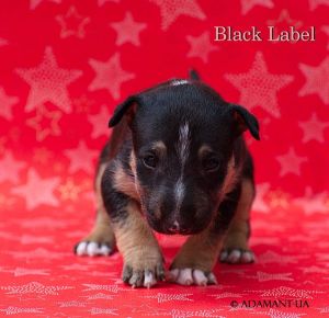 BLACK LABLE ADAMANT-UA