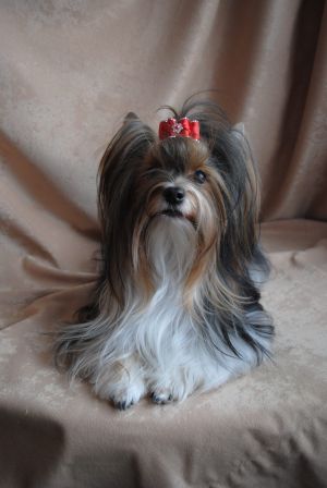 Dog Photo