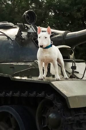 Dog Photo