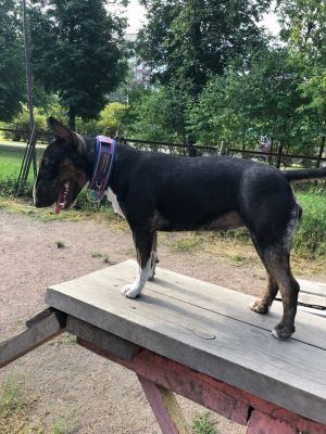 Dog Photo
