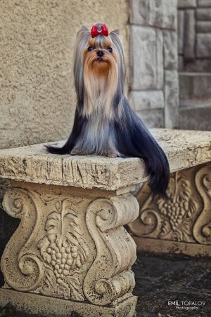 Dog Photo