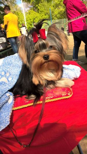 Dog Photo