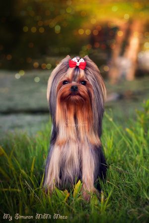 Dog Photo