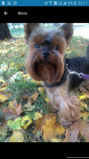 Dog Photo