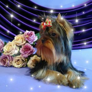 Dog Photo