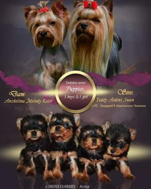 Dog Photo