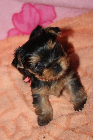 Dog Photo