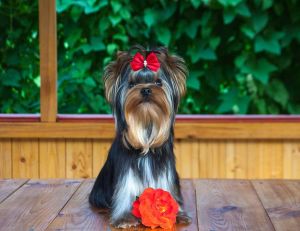 Dog Photo