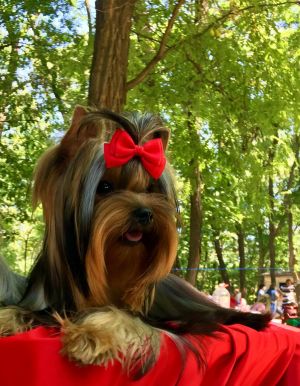 Dog Photo