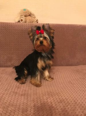 Dog Photo