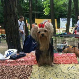 Dog Photo