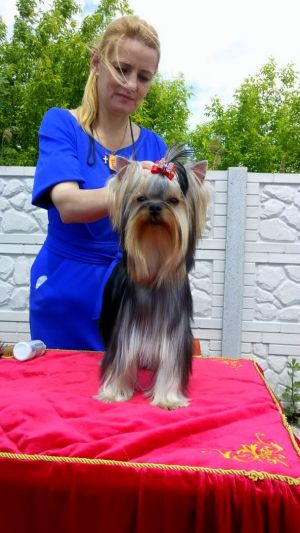 Dog Photo