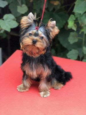 Dog Photo
