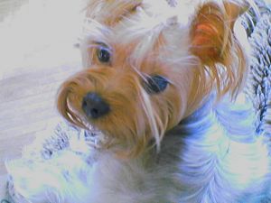 Dog Photo