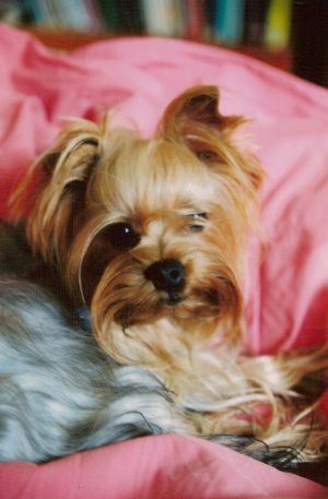 Dog Photo