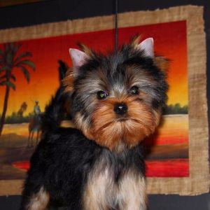 Dog Photo