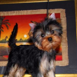Dog Photo