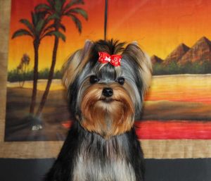 Dog Photo