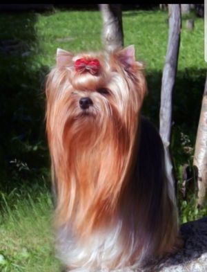 Dog Photo