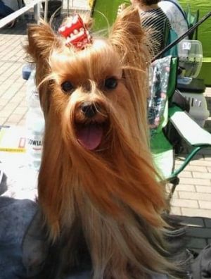 Dog Photo