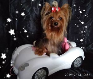 Dog Photo