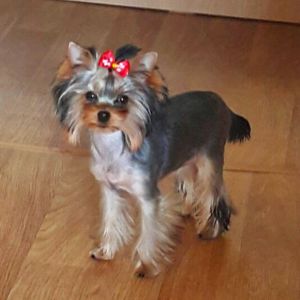 Dog Photo