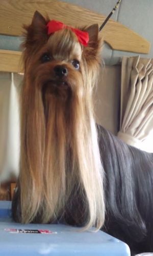 Dog Photo