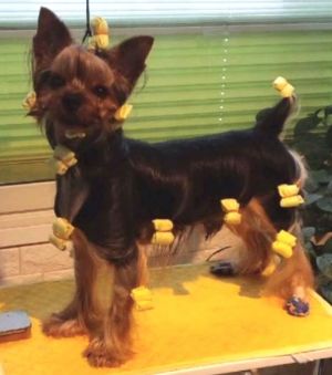 Dog Photo