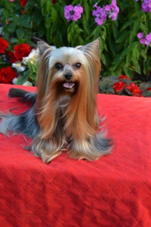Dog Photo