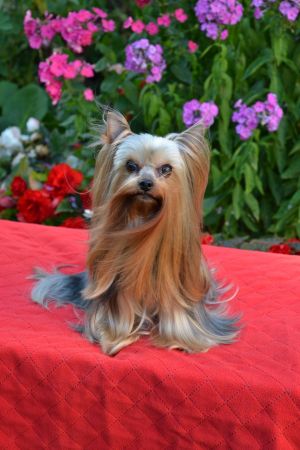 Dog Photo