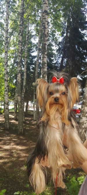 Dog Photo