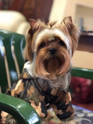 Dog Photo