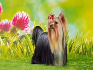 Dog Photo