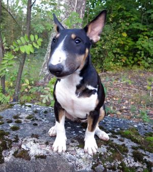 Dog Photo