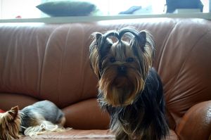 Dog Photo