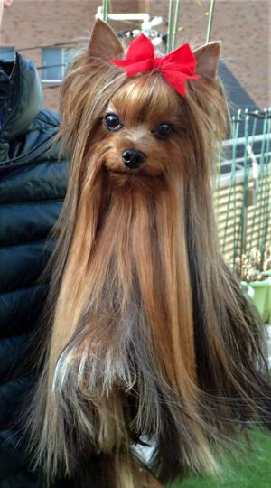Dog Photo