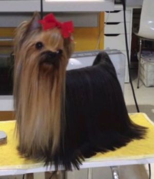 Dog Photo