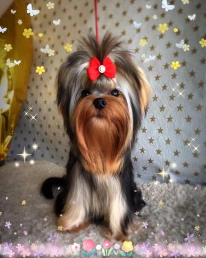 Dog Photo