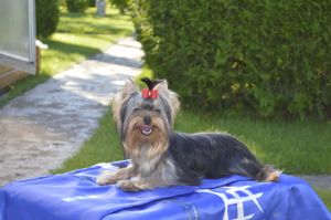 Dog Photo