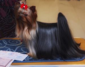 Dog Photo