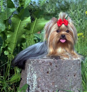 Dog Photo
