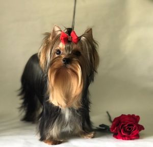 Dog Photo