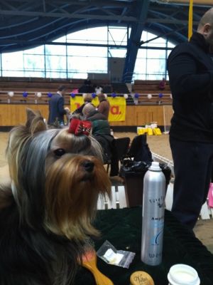 Dog Photo